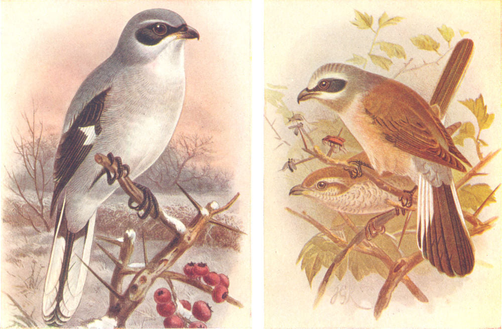 BRITISH BIRDS. Great Grey Shrike; Red-backed Shrike. THORBURN 1925 old print